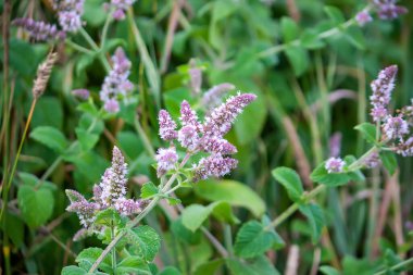 Çiçek açmış güzel kokulu tıbbi bitkiler. Bahçe nanesi.