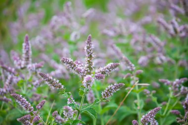 Çiçek açmış güzel kokulu tıbbi bitkiler. Bahçe nanesi.