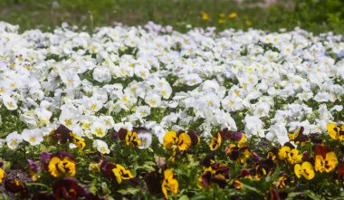 Bahar parkında çok renkli nonoş çiçekleri.
