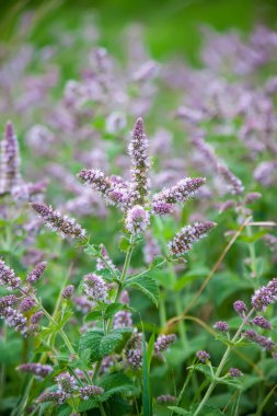 Çiçek açmış güzel kokulu tıbbi bitkiler. Bahçe nanesi.