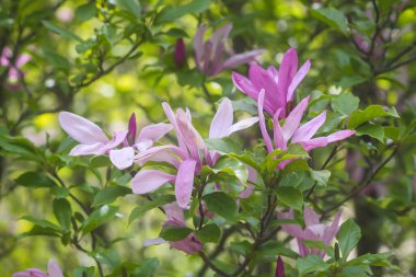 Bahar parkında pembe rhododendron çiçekleri.