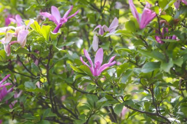 Bahar parkında pembe rhododendron çiçekleri.
