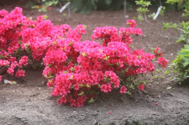 Bahar parkında pembe rhododendron çiçekleri.