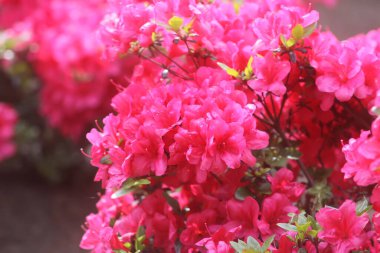 Bahar parkında pembe rhododendron çiçekleri.