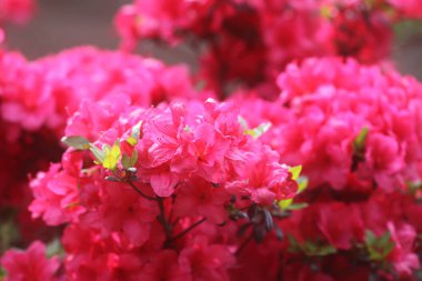 Bahar parkında pembe rhododendron çiçekleri.