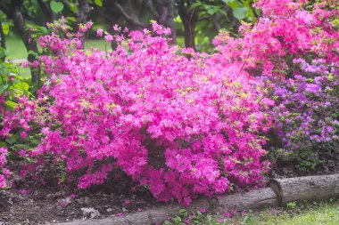 Bahar parkında pembe rhododendron çiçekleri.