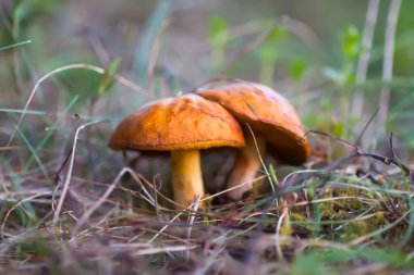 Boletus mantarları ormanda yetişir..