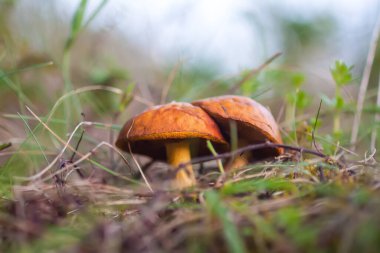 Boletus mantarları ormanda yetişir..