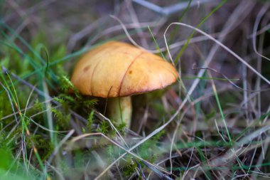 Boletus mantarı ormanda yetişir..