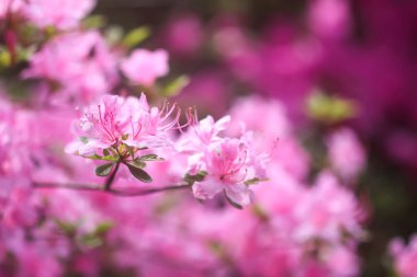 Bahar parkında pembe rhododendron çiçekleri.