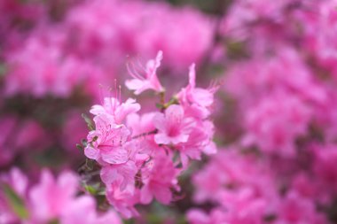 Bahar parkında pembe rhododendron çiçekleri.