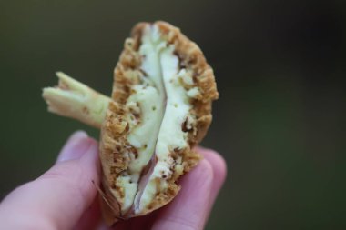 Wormy boletus mushroom. White fungi with worms. clipart
