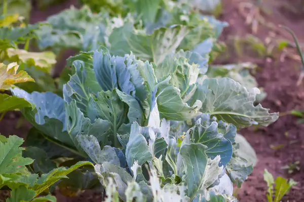 stock image Young cabbage leaves, damaged by pests.