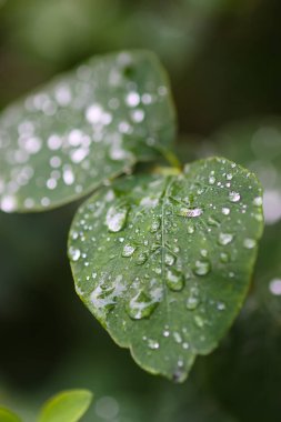 Kar tanelerinin yapraklarına yağmur damlaları düşer..