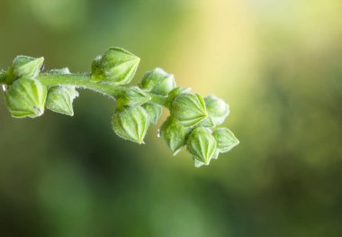 Sıradan mallow veya Malva sylvestris çiçekleri.