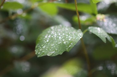 Kar tanelerinin yapraklarına yağmur damlaları düşer..