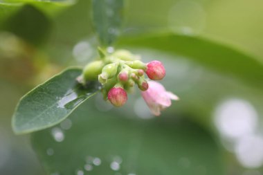 Kar tanelerinin yapraklarına yağmur damlaları düşer..