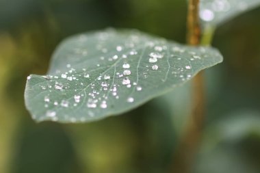 Kar tanelerinin yapraklarına yağmur damlaları düşer..