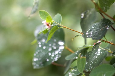Kar tanelerinin yapraklarına yağmur damlaları düşer..