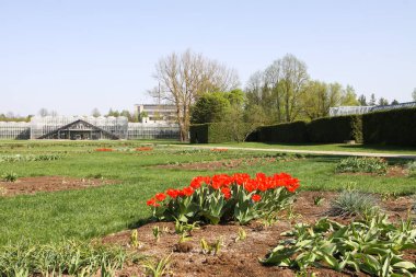 Kırmızı laleler sahada.