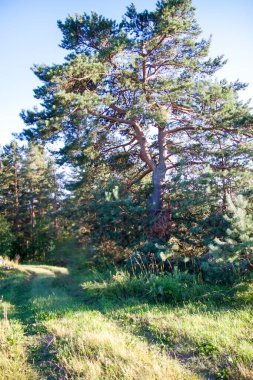 Beautiful landscape on a summer day in Latvia. Nature in the countryside.