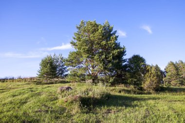 Beautiful landscape on a summer day in Latvia. Nature in the countryside.