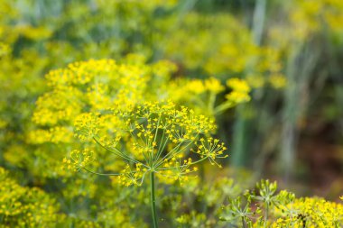 Sebze yatağında taze dereotları yetişiyor..
