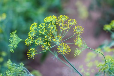 Sebze yatağında taze dereotları yetişiyor..