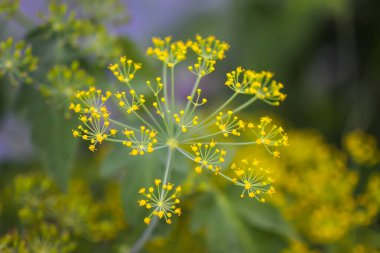 Sebze yatağında taze dereotları yetişiyor..