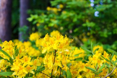 Sibirya rhododendron kopyalama uzayının pembe çiçekleri.