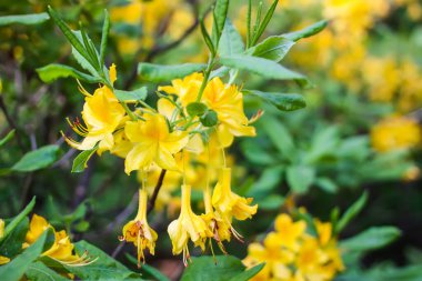 Sibirya rhododendron kopyalama uzayının pembe çiçekleri.