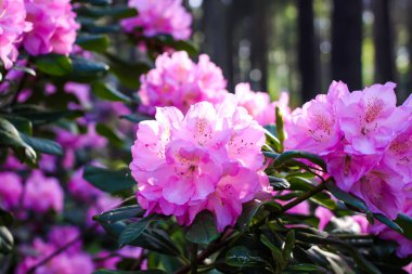 Sibirya rhododendron kopyalama uzayının pembe çiçekleri.