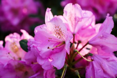Sibirya rhododendron kopyalama uzayının pembe çiçekleri.