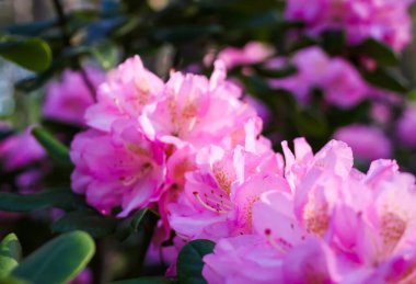 Sibirya rhododendron kopyalama uzayının pembe çiçekleri.