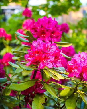 Sibirya rhododendron kopyalama uzayının pembe çiçekleri.