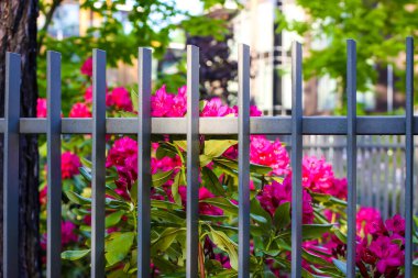 Sibirya rhododendron kopyalama uzayının pembe çiçekleri.