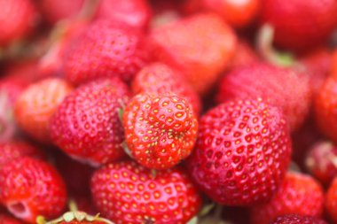 Yaz bahçesinde taze toplanmış çilekler. Sağlıklı yemek..