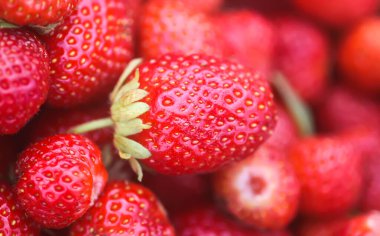 Yaz bahçesinde taze toplanmış çilekler. Sağlıklı yemek..