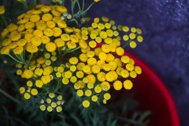 Tansy ya da Tanasetum Vulgare yaz tarlasında sarı çiçekler. Kır çiçekleri.