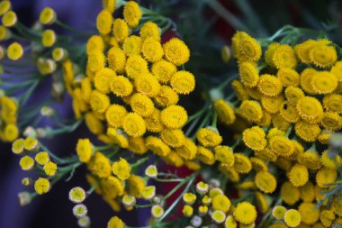 Tansy ya da Tanasetum Vulgare yaz tarlasında sarı çiçekler. Kır çiçekleri.