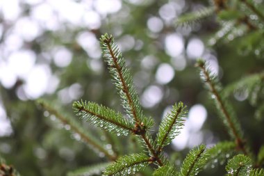 Köknar ağacının yeşil dalları. Yaz ormanındaki Evergreen kozalaklı ağaç.