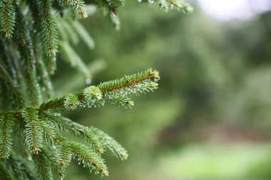 Köknar ağacının yeşil dalları. Yaz ormanındaki Evergreen kozalaklı ağaç.