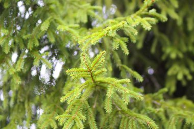 Köknar ağacının yeşil dalları. Yaz ormanındaki Evergreen kozalaklı ağaç.