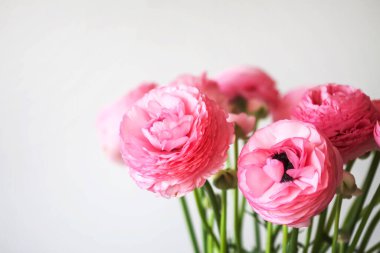 Pembe Ranunculus çiçekleri. Çok güzel bir buket..