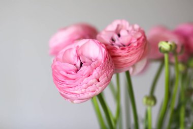 Pembe Ranunculus çiçekleri. Çok güzel bir buket..