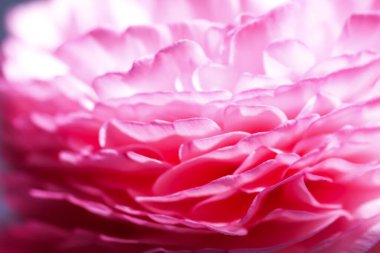 Pembe Ranunculus çiçekleri. Çok güzel bir buket..