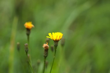 Bir tarlada sarı çiçekler 
