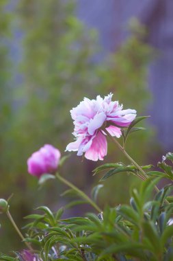Pembe şakayık çiçekleri. Çiçek mevsiminde yaz bahçesi bitkileri.