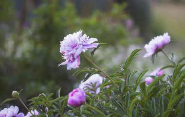 Pembe şakayık çiçekleri. Çiçek mevsiminde yaz bahçesi bitkileri.
