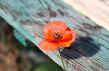 Kırmızı gelincik çiçekleri. Anma ya da ateşkes günü sembolü. Bahçe bitkileri Kır çiçekleri.